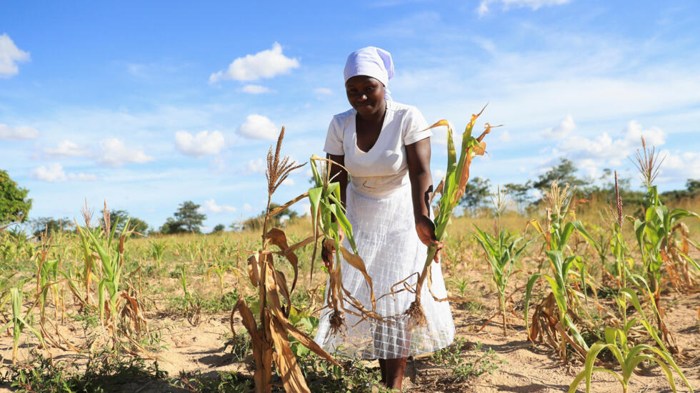 Le Zimbabwe décrète l'état de catastrophe nationale face à la sécheresse et à ses conséquences alimentaires