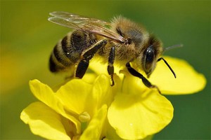 M’bahé/ Brakna : un poste de santé, nid d’abeilles, quatre femmes sous surveillance médicale