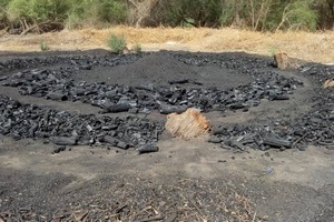 Environnement : La Mauritanie victime de l’exploitation abusive de ses forêts