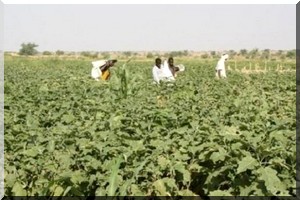 Mauritanie: 45 millions de dollars pour la promotion des filières agricoles inclusives 