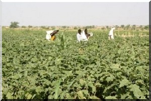 Mauritanie: 45 millions de dollars pour la promotion des filières agricoles inclusives