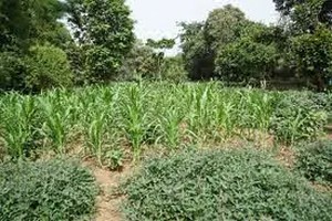Mauritanie : GDM-Agriconcept pour réaliser un projet agricole de 17 millions USD