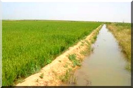Projet de mise à disposition de terres au profit de saoudiens