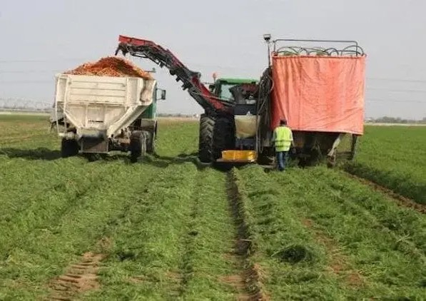 Les agriculteurs de Rosso manifestent pour réclamer l’achat de leur production de paddy 