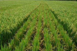 Climat : la CEDEAO lance les premiers projets d’agriculture intelligente dans 4 pays dont la Mauritanie