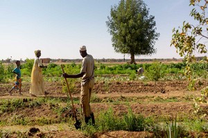 Dans l’ouest de la Mauritanie, un projet met fin à l’exode des agriculteurs et éleveurs