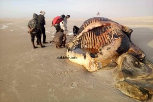 Mauritanie : Des scientifiques s’intéressent sur la baleine sortie à Ndiago