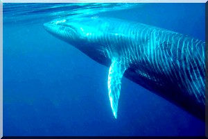 Une nouvelle espèce de baleine échoue en Mauritanie 