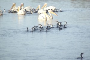 Mauritanie/BACOMAB : 392.300 euros pour les parcs du banc d’arguin et du diawling