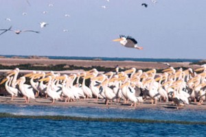 Mauritanie : création d’un Festival international sur le patrimoine d’une réserve côtière