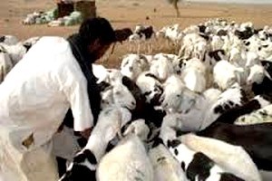 Recrudescence du vol de bétail à Nouakchott : L’Etat doit sévir, selon les citoyens