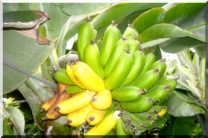 La Mauritanie vise une production bananière de 8.000 tonnes par an en 2018