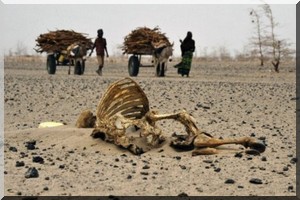 «En Afrique, on n’a pas suffisamment investi dans le pastoralisme !» 