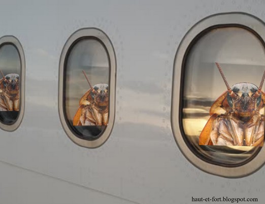 Politique Airlines : Les cafards prennent l’avion . Par Pr ELY Mustapha