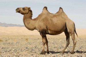 La Mauritanie va exporter des chameaux en Libye