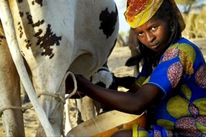Mali: au moins 32 civils peuls tués dans une attaque de