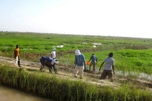 Campagne rizicole 2018-2019 au Trarza : la rentabilité atteint 4,5 tonnes /ha