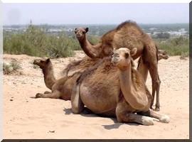 Une grave menace pèse sur les camélidés en Mauritanie. 