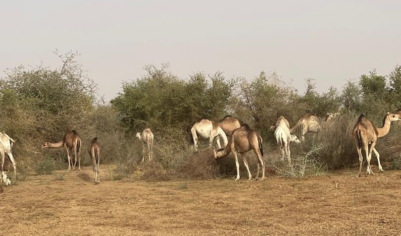 Les chameaux envahissent le jardin de Diombo Diack à Djewol : appel à la responsabilité du Maire