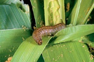 Première signalisation de la chenille légionnaire d’automne en Mauritanie