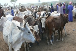 Guidimakha : Les éleveurs dénoncent les irrégularités dans les opérations de distribution de l’aliment-bétail