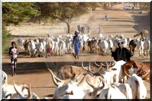 Sénégal: arrestation de 16 éleveurs mauritaniens