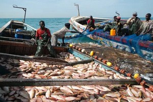 La Mauritanie cherche à ouvrir les marchés brésiliens à ses produits halieutiques