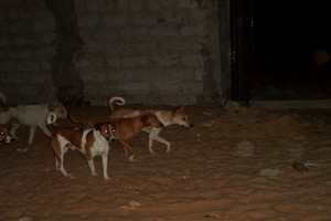 El Mina : Une campagne d’abattage de chiens errants