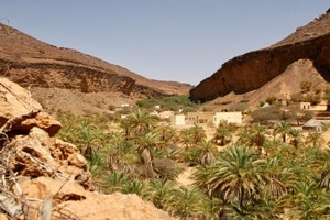 Changement climatique: les oasis sahariennes en danger