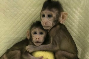Des scientifiques chinois ont réussi à cloner des singes, ouvrant la voie au clonage humain ?