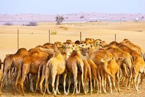 Un congrès de chameaux (Extrait des Mauritanides, par Habib Ould Mahfoudh)