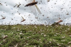 Afrique de l’Ouest/Sahel : la Corée offre 1 million de dollars à la Fao pour lutter contre les criquets