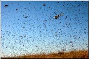 Surveillance renforcée face aux conditions favorables d'une invasion acridienne