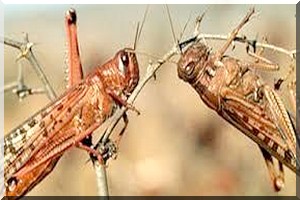 Criquets pèlerins observés au Trarza : une reproduction à petite échelle ou une vraie menace acridienne ?