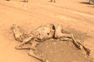 Crise pastorale explosive en Mauritanie : Alerte rouge !