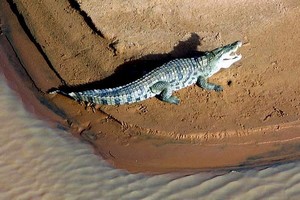 Tourisme : Sauvons les crocodiles de la mare Matmata