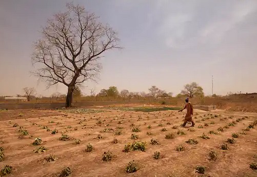 Cultiver sans eau ou presque : la technique du zaï au Sahel