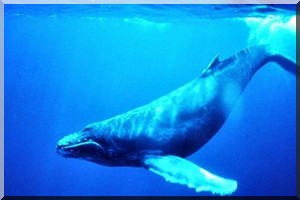 Urgent-Environnement-Mauritanie-Découverte d’une nouvelle espèce de baleine