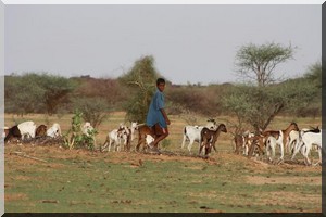 Déficit  pluviométrique:  Un péril  s’annonce en Mauritanie 