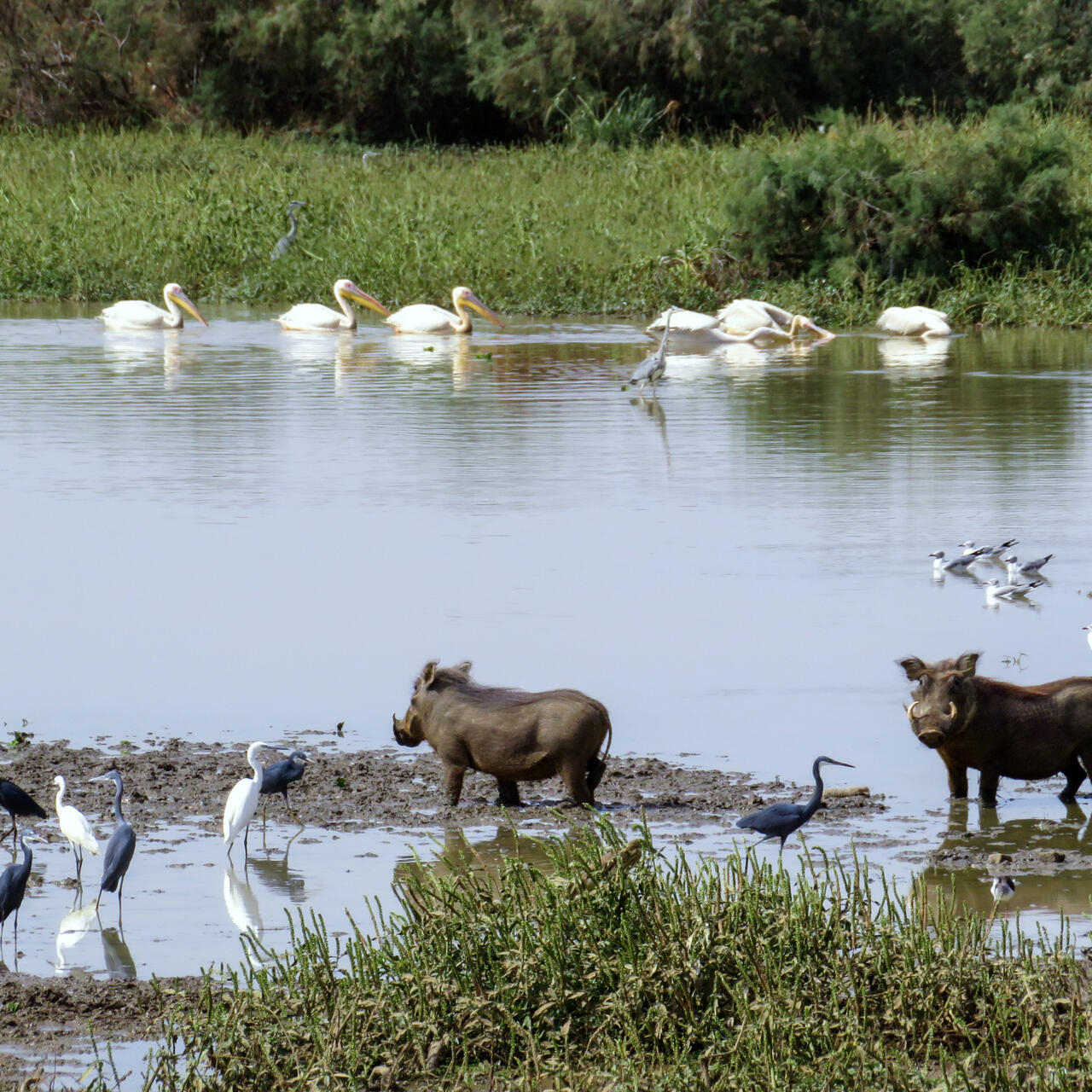 Mauritanie : dans le parc national de Diawling, le défi de la préservation des espèces