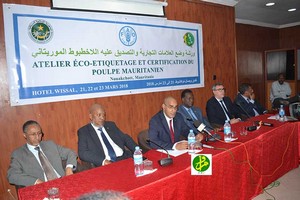 Mauritanie - Démarrage d’un atelier éco-étiquetage et certification du poulpe mauritanien