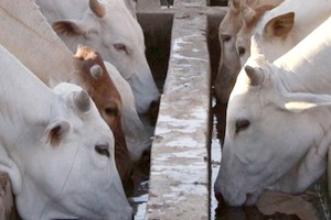 Mauritanie : 7 milliards d’ouguiyas pour les travaux d’extension de la ferme agricole de Boghé