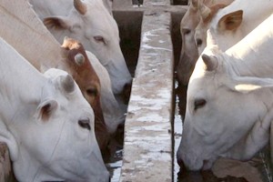 Mauritanie : 7 milliards d’ouguiyas pour les travaux d’extension de la  ferme agricole de Boghé