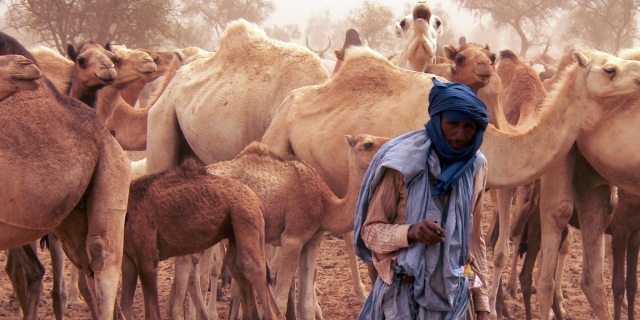 Mauritanie : le gouvernement annonce un plan d’assistance de 30 millions MRU pour le cheptel 