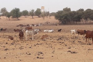 Reportage : l’Etat mauritanien investit dans les campagnes pour freiner l'exode rural [Vidéo]