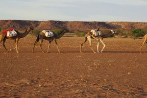 [Reportage] L'extrême sud-est mauritanien, une région d'élevage sous tension