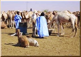 Mauritanie : Les élèveurs empêchés d'aller en territoire malien. 