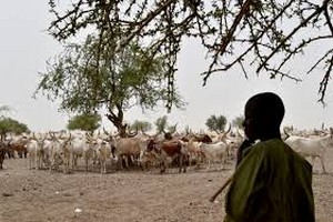 Afrique : la bombe de la cohabitation éleveurs et agriculteurs