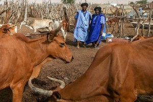 Inquiétude des éleveurs en Mauritanie