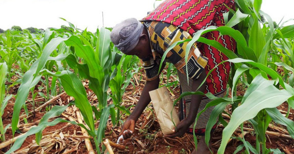 Mauritanie : le sens de priorités, l'or ou l'agriculture ?!